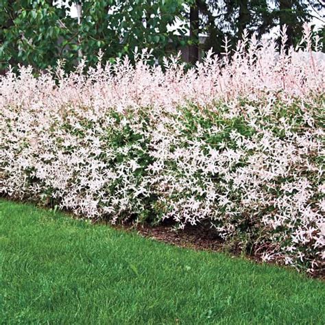 dappled flamingo willow